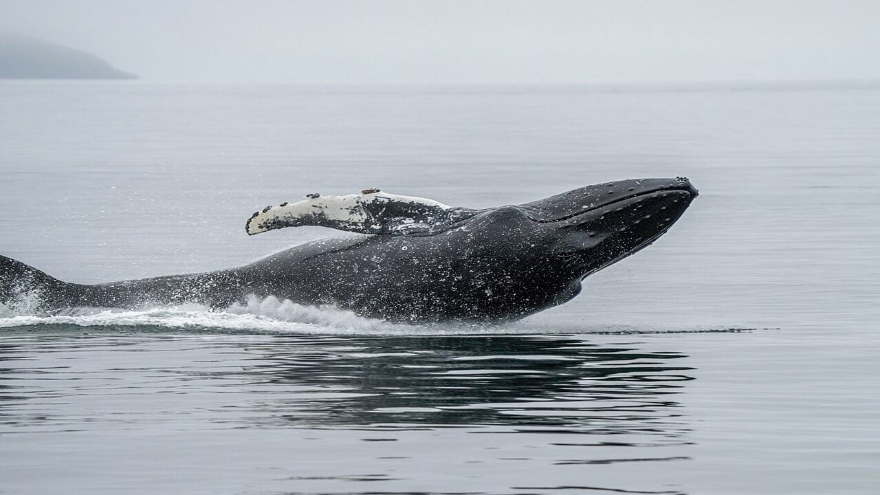 A Whale Just Opened $48 Million in Shorts Against Bitcoin, Solana and Ethereum